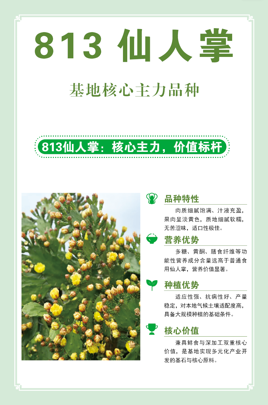 813仙人掌