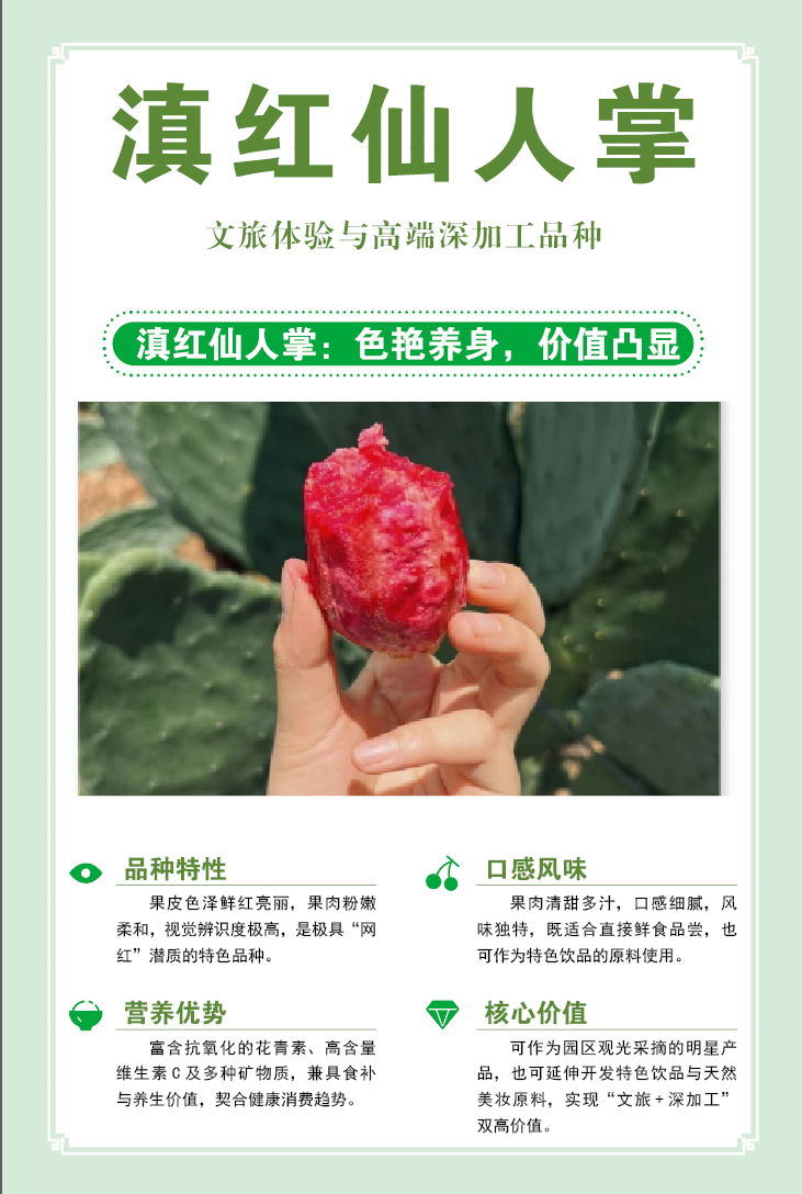 滇红仙人掌