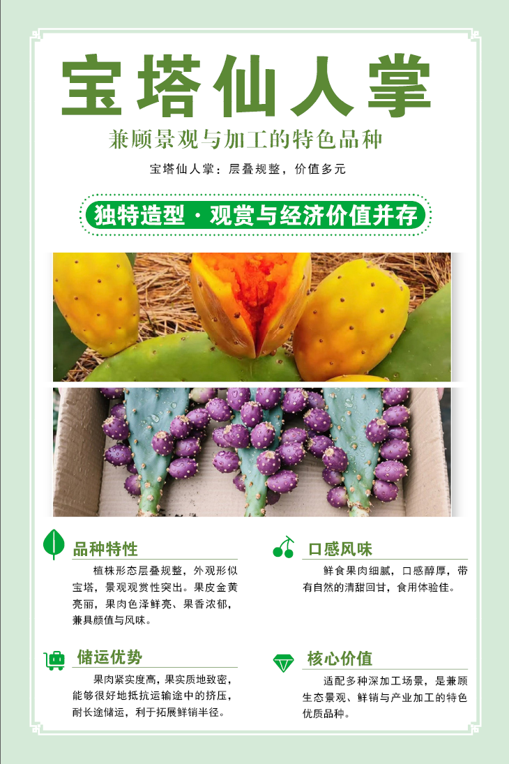 宝塔仙人掌